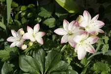 _DSC1751.webp