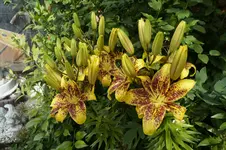 _DSC1757.webp