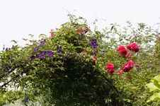 _DSC1746.webp