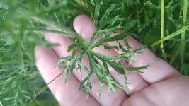 20170622_180257.webp