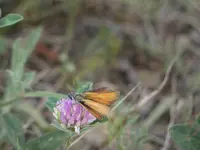 P1000442.webp