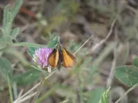 P1000441.webp