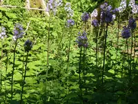 P1020421.webp