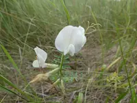 P1000447.webp