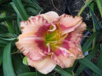 sibling rivalry_1067x800.webp