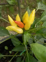 P6210465.webp P6210465.webp