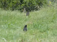 P1000455.webp