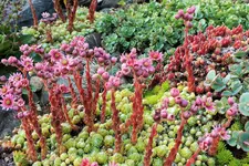 DSCF9272 (2).webp