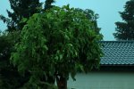 Catalpa after the storm_800.JPG