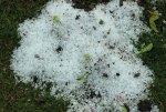 hail_hagel_garden_mid June_640.JPG