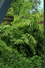 Wildrosen_4m hoch_nach dem Unwetter_700.webp