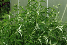 Sommerflieder zerrupft_640.webp