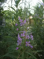 BILD7209.webp
