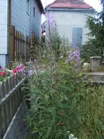 BILD7158.webp