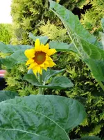 DSC00430.webp