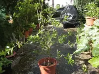 BILD7213.webp