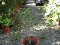 BILD7210.webp