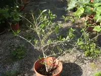 BILD7211.webp