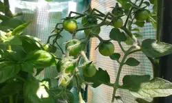 tomaten22.jni.webp