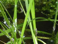 BILD7187.webp