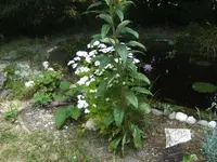 BILD7244.webp