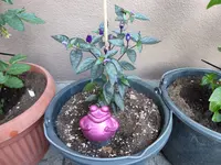 P1020635.webp