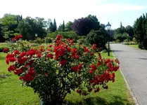 Schöne Morgenstunden im Rosarium Baden.webp