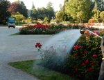 Händisches Gießen am Viktor Wallner Platz in den Vormittagsstunden - im Rosarium Baden.JPG