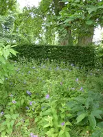 P1060139Glockenblumen.webp
