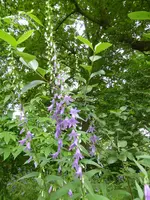 P1060140Glockenblumen.webp