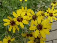 P1060152gelbe Schokoladenblume.webp
