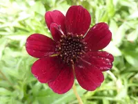P1060154dunkle Schokoladenblume.webp