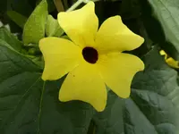 P1060156lemon star.webp