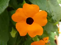 P1060158orange beauty.webp