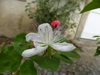P1060171Kapernstrauch.webp