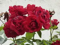 P1060174Sympathie.webp