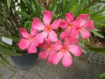 P1060176Oleander.jpg