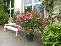 P1060177Oleander.webp
