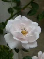 P1060179New Dawn.webp