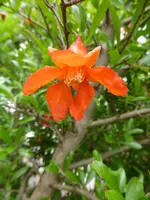 P1060183Granatapfel.webp
