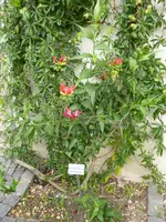 P1060185Ruhmeskrone.webp