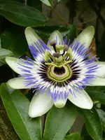P1060186Passionsblume.webp