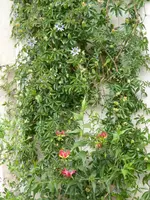P1060188Ruhmeskrone + Passionsblume.webp