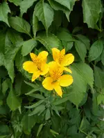 P1060189Inkalilie.webp