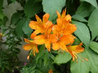 P1060190Inkalilie.webp