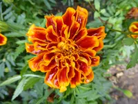 P1060195Tagetes.webp
