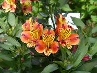 P1060197Inkalilie.webp