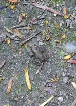 P1060211Grasfrosch.webp