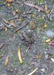 P1060211Grasfrosch.JPG