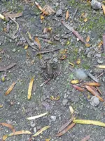 P1060212Grasfrosch.webp
